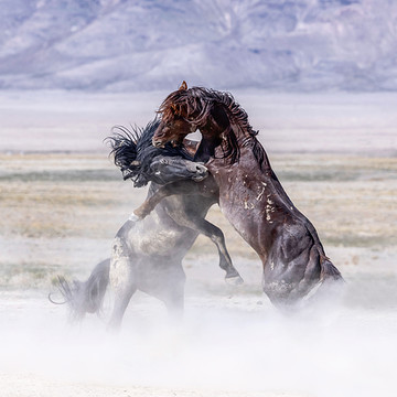 Equine-Wild Horses
