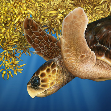 Turtle Illustrations
