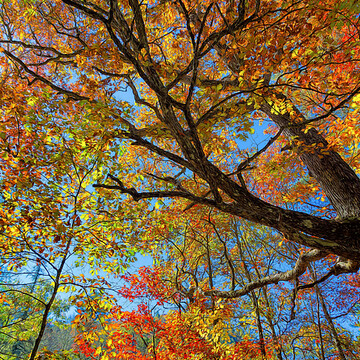 Fall Colors Across America