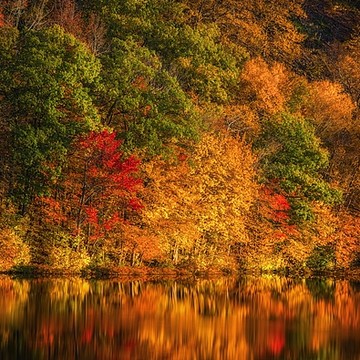 Fall Foliage of New England