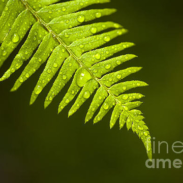 Ferns Close-Up in Forest Setting