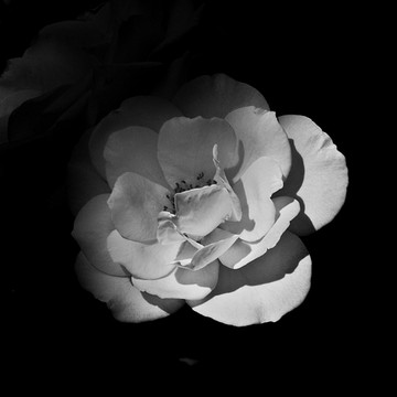 Flowers Black and White