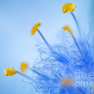 Flowers in Blue