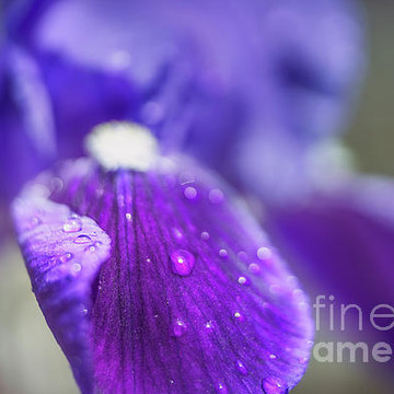 Flowers   Iris