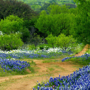Flowers Wild Flowers Texas Other