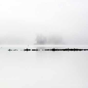 Fog Photography