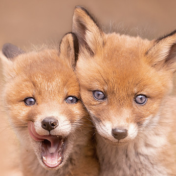 Fox kits -  Fox cubs