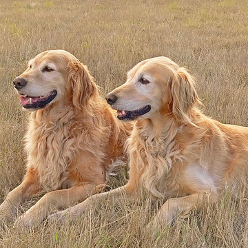 Golden Retriever Dog Art Collection