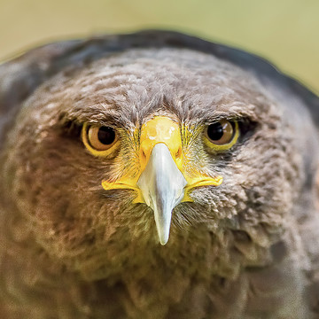Hawks  Owls Falcons  Osprey Eagles