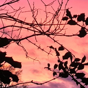 Holly tree Sunset