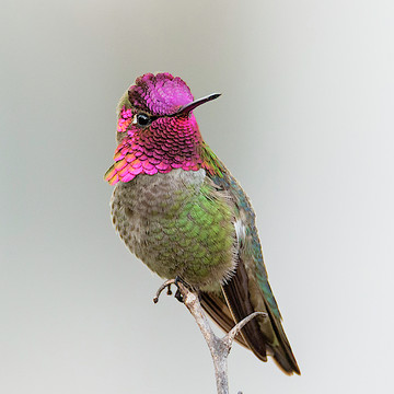 Hummingbird Collection