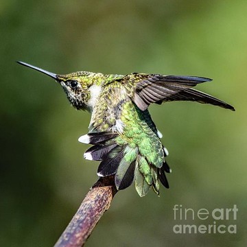 Hummingbirds - Action