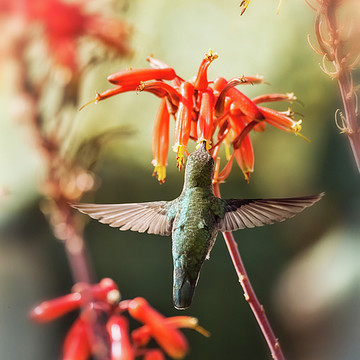 Hummingbirds - Colibris