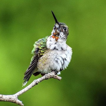 Hummingbirds - Sitting