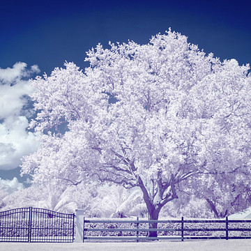 Infrared Beauty
