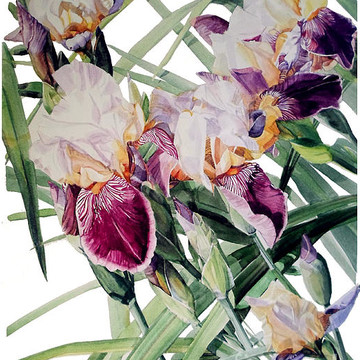 Iris Delight in Watercolors