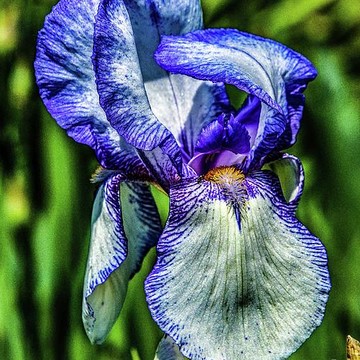 Iris Species - Bearded Iris