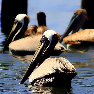 Just Pelicans
