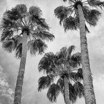 LV Palm Desert CA - WILLIAM DEY PHOTOGRAPHY - Photography