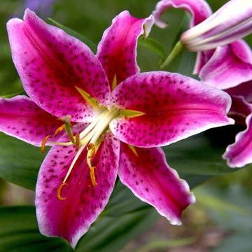 Lilies - All Colors