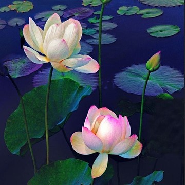 Lotus and Lily Blossoms
