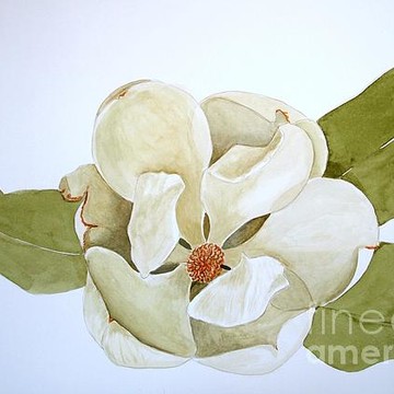 Magnolia Portraits
