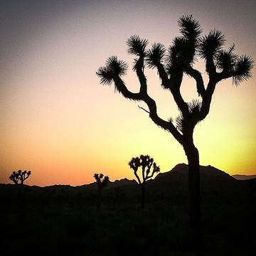 Mojave Desert Inspired