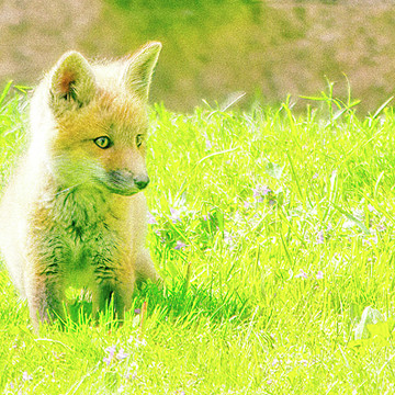 Nature Red Fox
