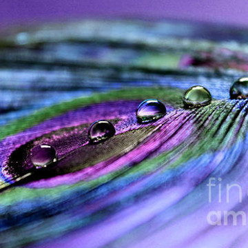 Peacock Feather Water Drops