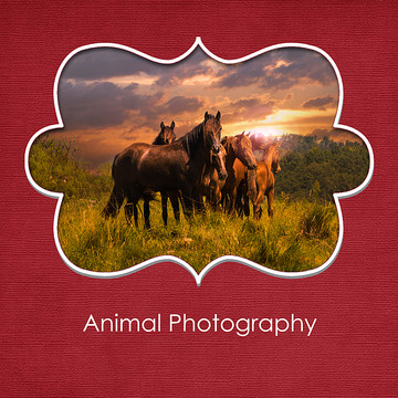 Photography of Animals