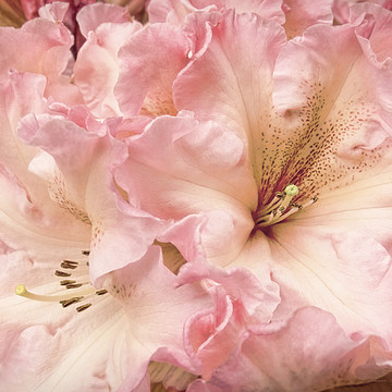Pink Florals Botanicals Art Collection