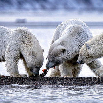 Polar Bears - Artwork