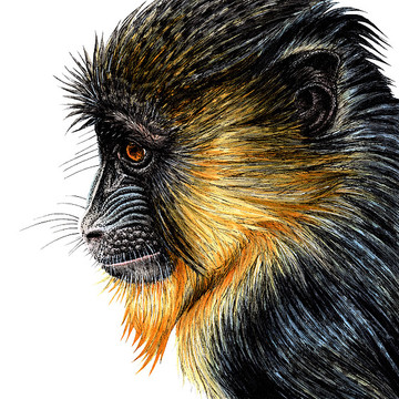 Primates - ink illustrations
