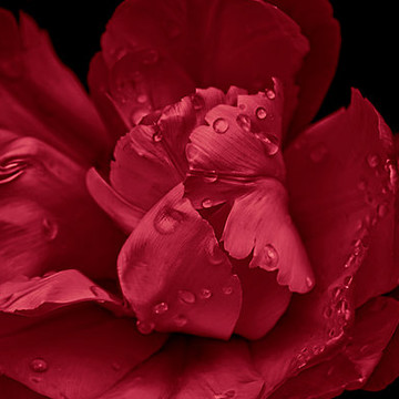 Red Florals Botanicals Art Collection