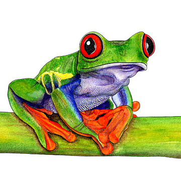 Reptiles and Amphibians - ink and watercolour works