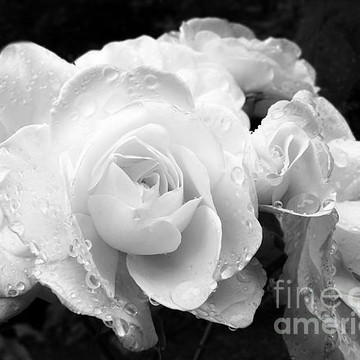 Roses in Black and White Floral Art Collection