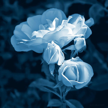 Roses in Blue Floral Art Collection