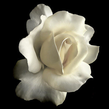 Roses in White and Ivory Floral Art Collection