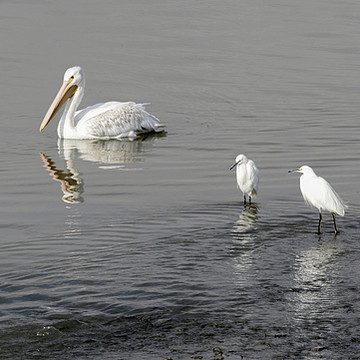 Water and Shore Birds