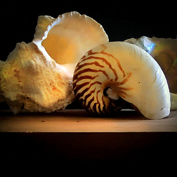 Seashell Photography