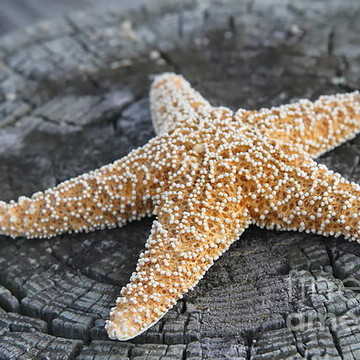 Seashells and Starfish