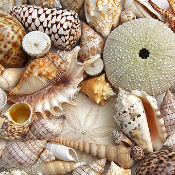 Seashells Art Collection