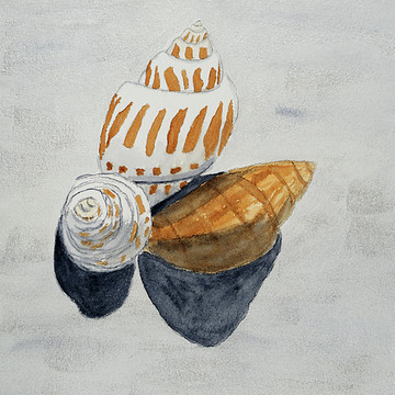 Shells and the Seashsore