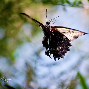 Southwest Butterflies