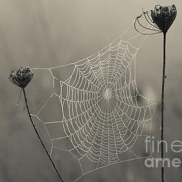 Spider and Spider Webs and Frost on Webs