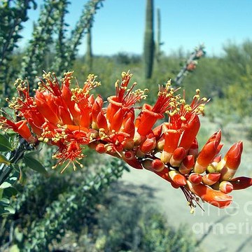 Spring and Summer Sonoran Desert Splendor