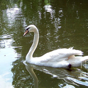 Swans - Ducks - Geese - Birds