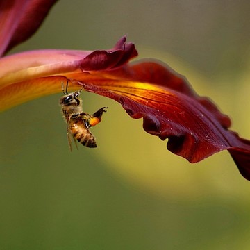 The Flowers and The Bee's