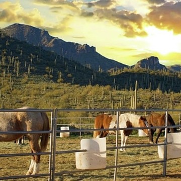 The Horses of the Desert Southwest