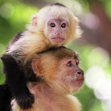 The Monkeys Of Costa Rica